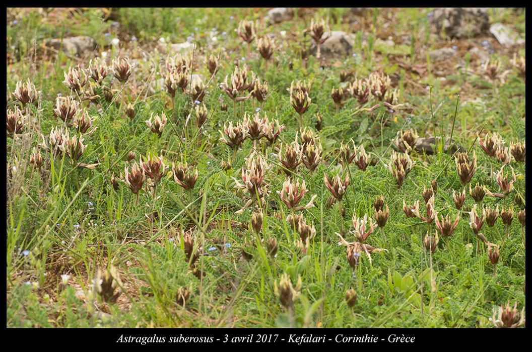 Astragalus-suberosus3